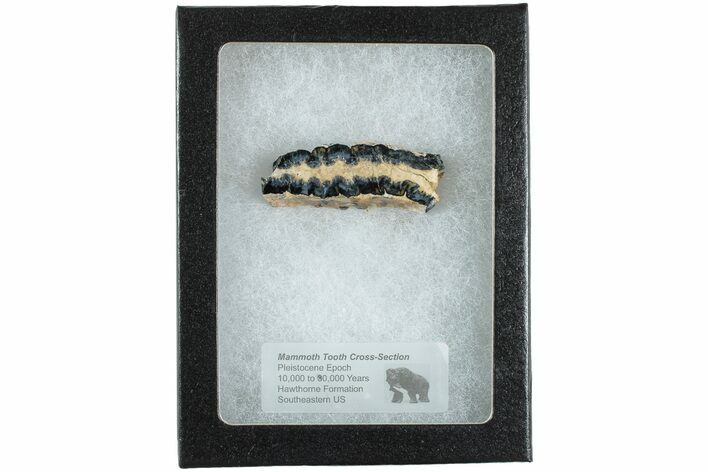 Mammoth Molar Slice with Case - South Carolina #238449